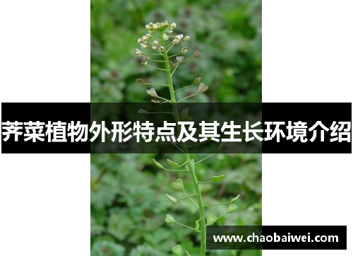 荠菜植物外形特点及其生长环境介绍